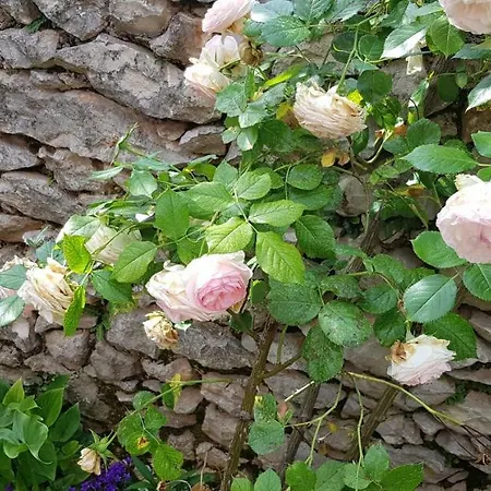 Rustica アパート *